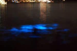 Luminous Lagoon Glistening Waters Tours