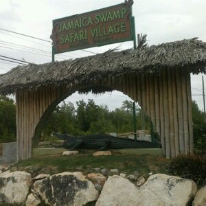 jamaica-swamp-safari-village-falmouth