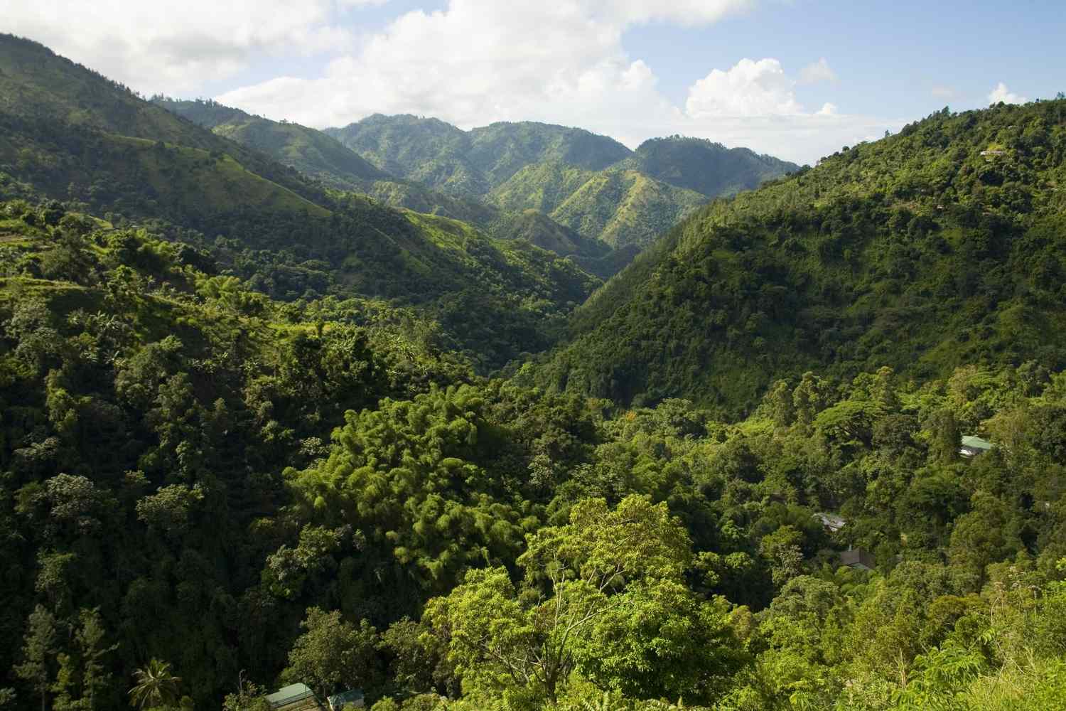 Path Jamiaca Jamaica Hidden Gems Off-the-Beaten-Path Adventures